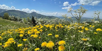 Wanderurlaub - persönliche Tourenberatung - Allgäuer Alpen - Allgäuer Frühling (Hündle)  - Lindner Parkhotel & Spa 