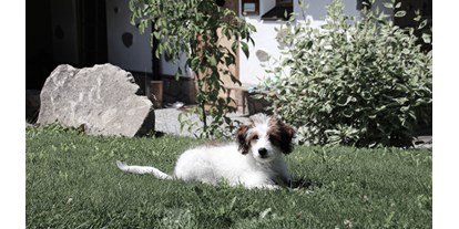 Wanderurlaub - Adults only - Oberösterreich - INNs HOLZ hundefreundliches Chaletdorf Urlaub mit Hund im Sommer - INNs HOLZ Chaletdorf