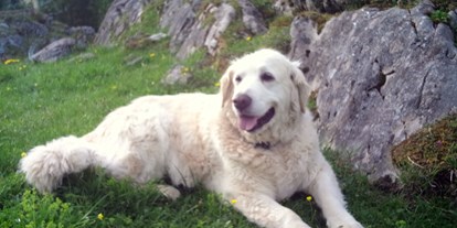 Wanderurlaub - Hunde: hundefreundlich - Großarl - Wandern mit Hund - Das Sonneck