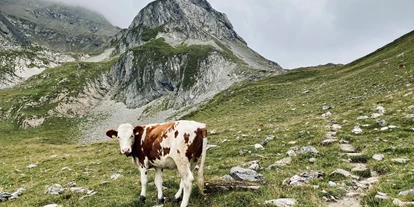 Wanderurlaub - Wäschetrockner - Hall in Tirol - Kuh auf der Weide Richtung Kasererscharte - Hotel Der Rindererhof