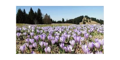Wanderurlaub - Sonnenterrasse - Ofterschwang - Highlight im Frühling - Krokusblüte am Hündle
eine herrliche Wanderung  - Vitalhotel Interest 