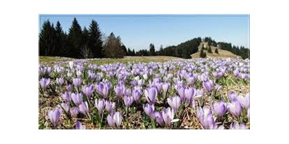 Wanderurlaub - Massagen - Allgäuer Alpen - Highlight im Frühling - Krokusblüte am Hündle
eine herrliche Wanderung  - Vitalhotel Interest 