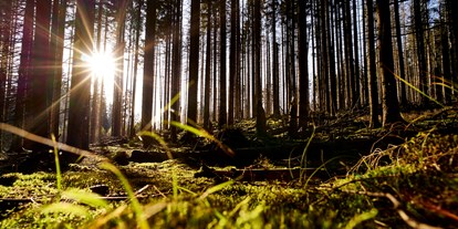 Wanderurlaub - Preisniveau: günstig - Bayerischer Wald - Alles über Bäume und Urwälder! - Hotel Fritz - Wohnzimmer im Wald