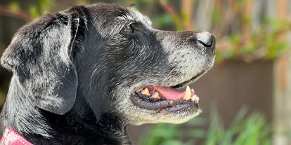 Wanderurlaub - Hunde: hundefreundlich - Mitteregg (Gnesau) - Hunde sind bei uns willkommen - Hotel St. Oswald
