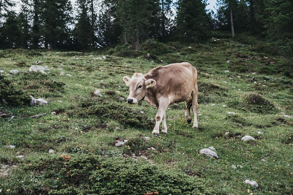 Hotel Rudolf Almen Durra Alm