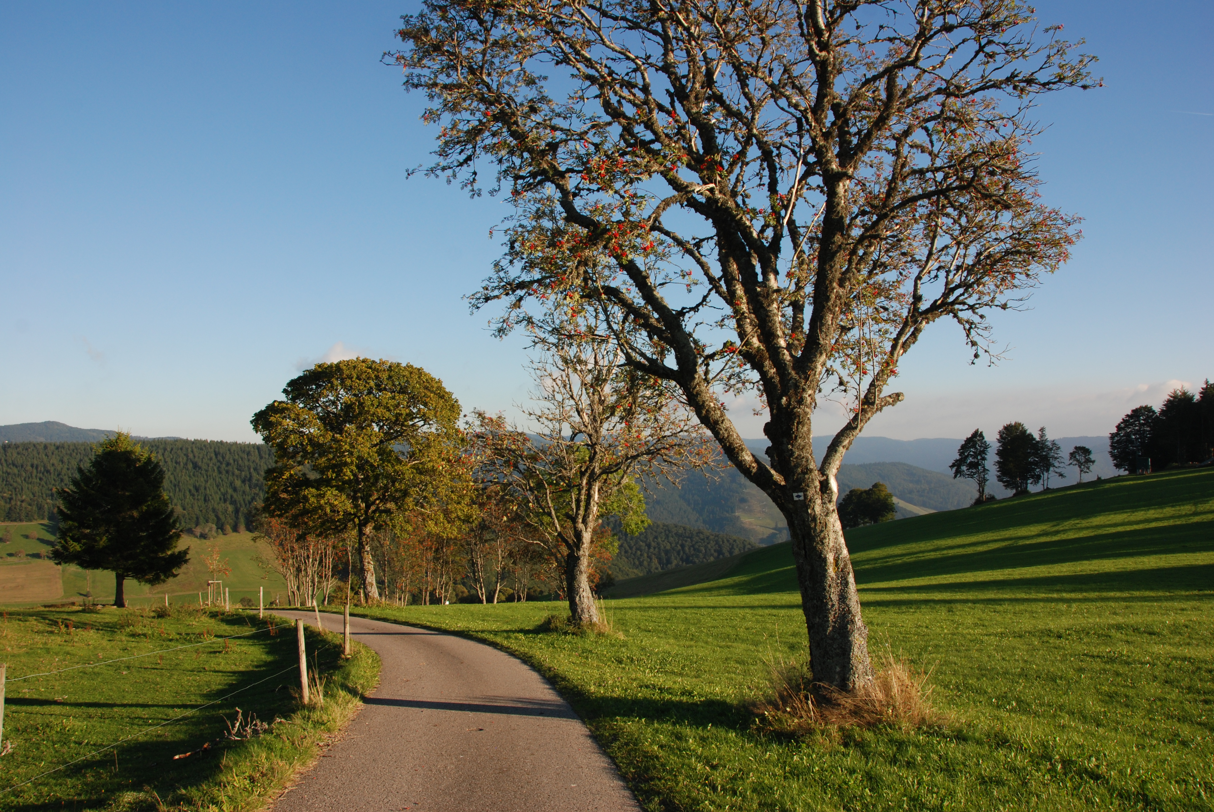 Wanderhotel: Blick von der Ebene nach Süden - Bergseele Privat- & Retreathotel Schwarzwald