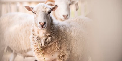 Wanderurlaub - Fahrstuhl - Dorf der Tiere - Familiengut Hotel Burgstaller