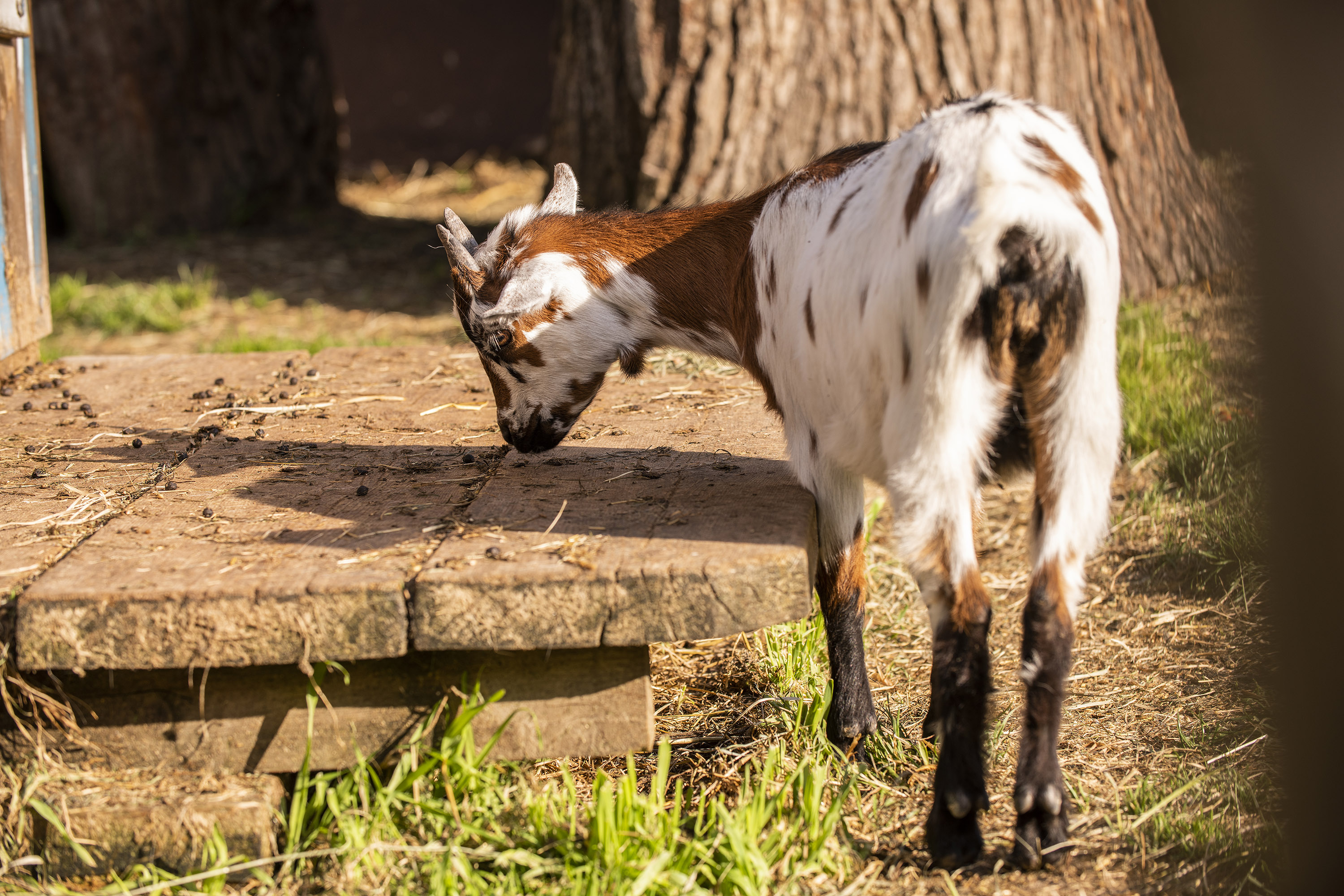 Wanderhotel: Tierbabys im Dorf der Tiere - Familiengut Hotel Burgstaller