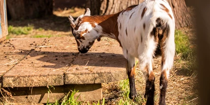 Wanderurlaub - Fahrstuhl - Tierbabys im Dorf der Tiere - Familiengut Hotel Burgstaller