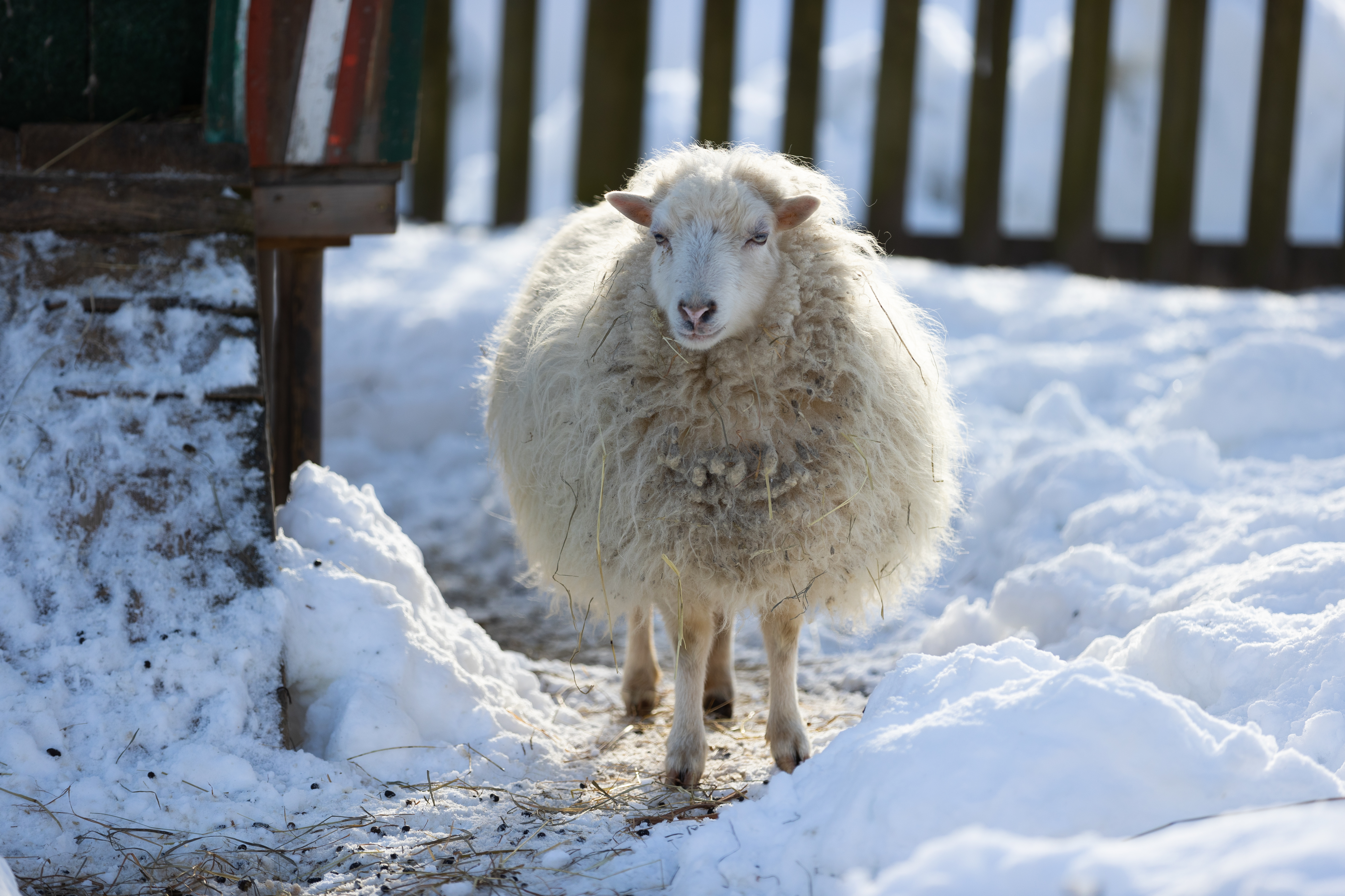 Wanderhotel: Schaf im Dorf der Tiere - Familiengut Hotel Burgstaller