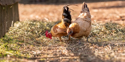 Wanderurlaub - Fahrstuhl - Glückliche Tiere im Familiengut Burgstaller - Familiengut Hotel Burgstaller