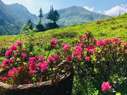 Wanderurlaub - Fahrstuhl - Almrauschblüte bei unserer Hotelwanderung - Panoramahotel Gürtl