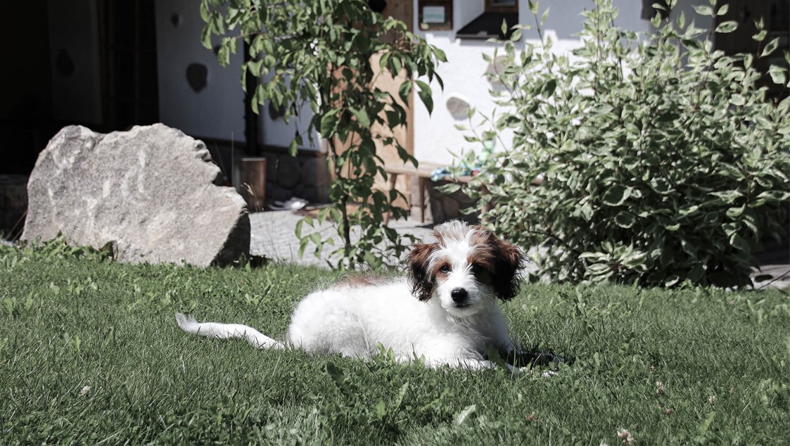 Wanderhotel: INNs HOLZ hundefreundliches Chaletdorf Urlaub mit Hund im Sommer - INNs HOLZ Chaletdorf