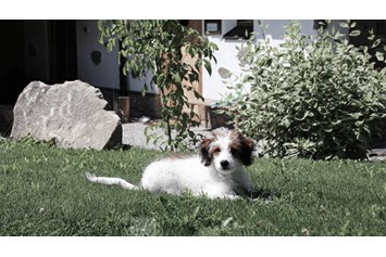 Wanderhotel: INNs HOLZ hundefreundliches Chaletdorf Urlaub mit Hund im Sommer - INNs HOLZ Chaletdorf