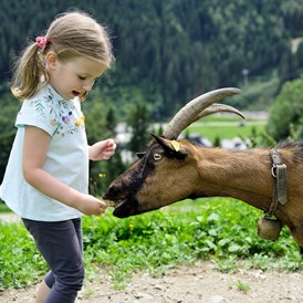 Wanderhotel: Streichelzoo mit Esel, Pony, Hasen, Meerschweinchen, Hühnern & Co. - Berghotel Jaga Alm 