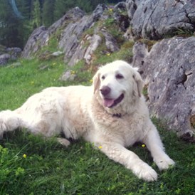 Wanderhotel: Wandern mit Hund - Das Sonneck