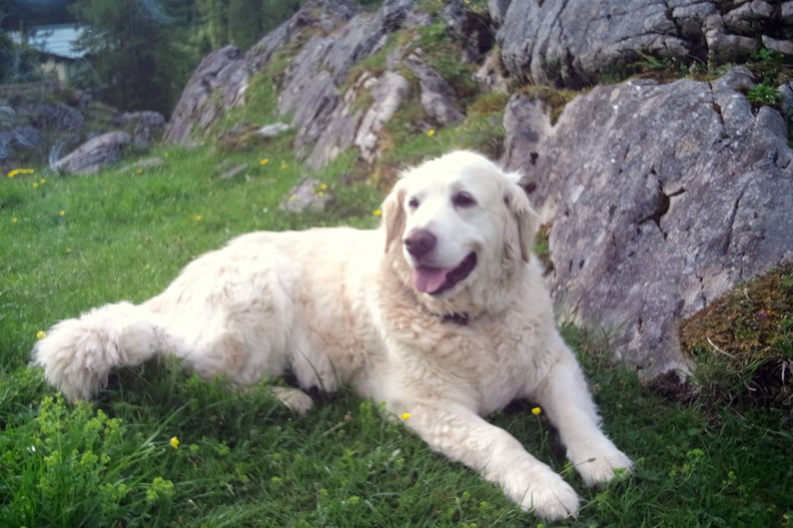 Wanderhotel: Wandern mit Hund - Das Sonneck