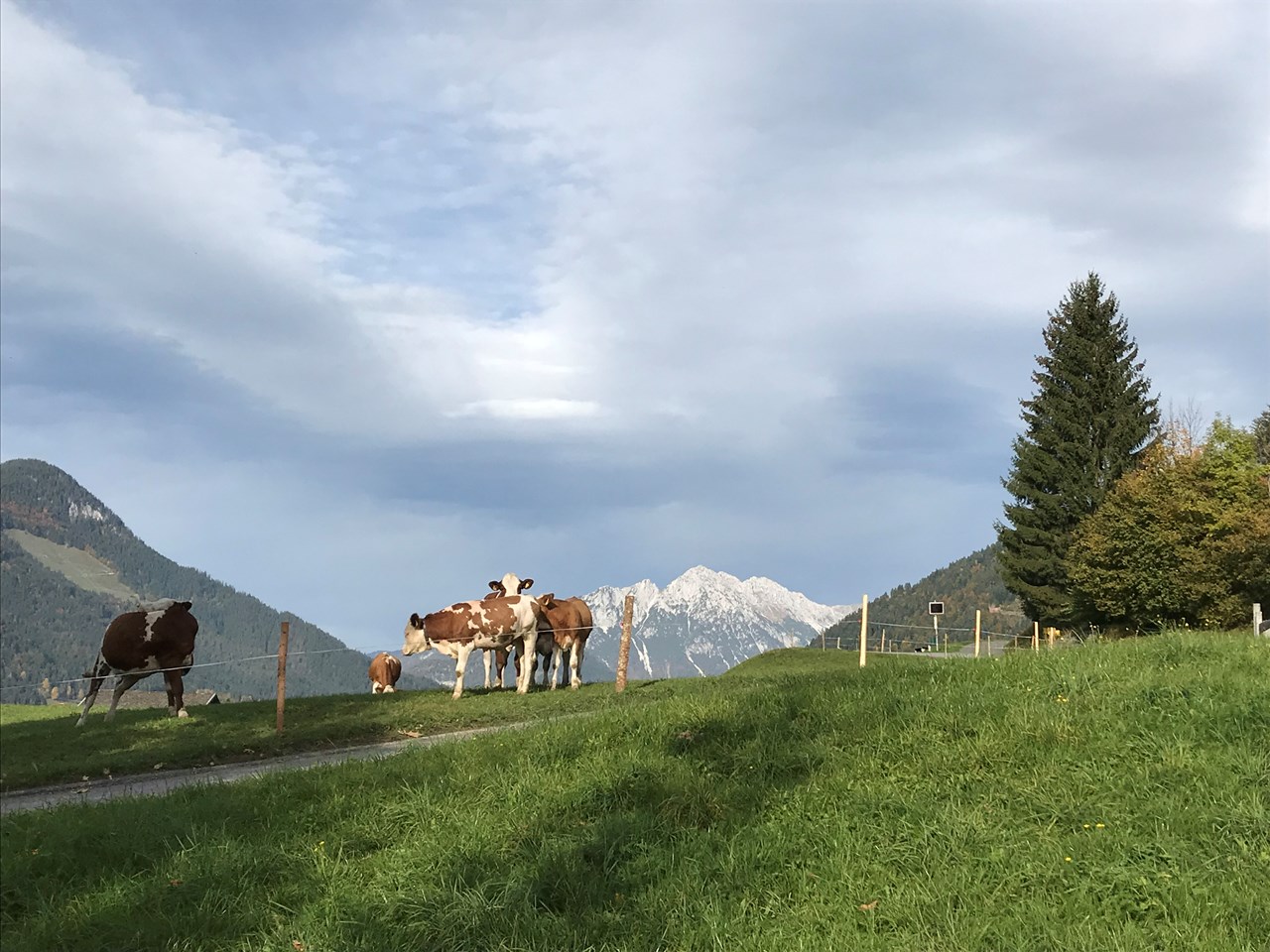 Ferienwohnung Tenn Almen Kälbersalve
