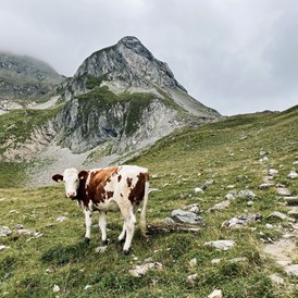 Wanderhotel: Kuh auf der Weide Richtung Kasererscharte - Hotel Der Rindererhof