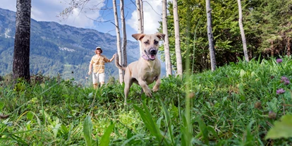 Wanderurlaub - Sonnenterrasse - Bad Aussee - Hundewiese Zloam (1400m2 eingezäunt) - Narzissendorf Zloam