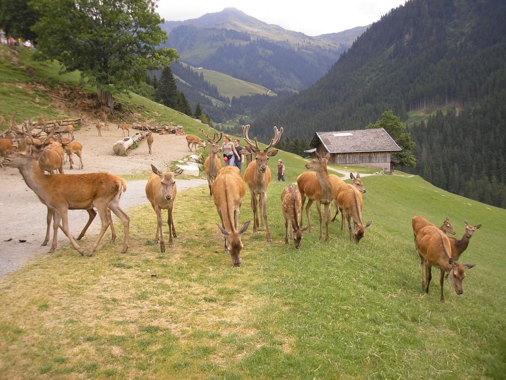 Aktivhotel Schweizerhof Tourentipps WILDPARK AURACH