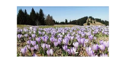 Wanderurlaub - Allgäu - Highlight im Frühling - Krokusblüte am Hündle
eine herrliche Wanderung  - Vitalhotel Interest