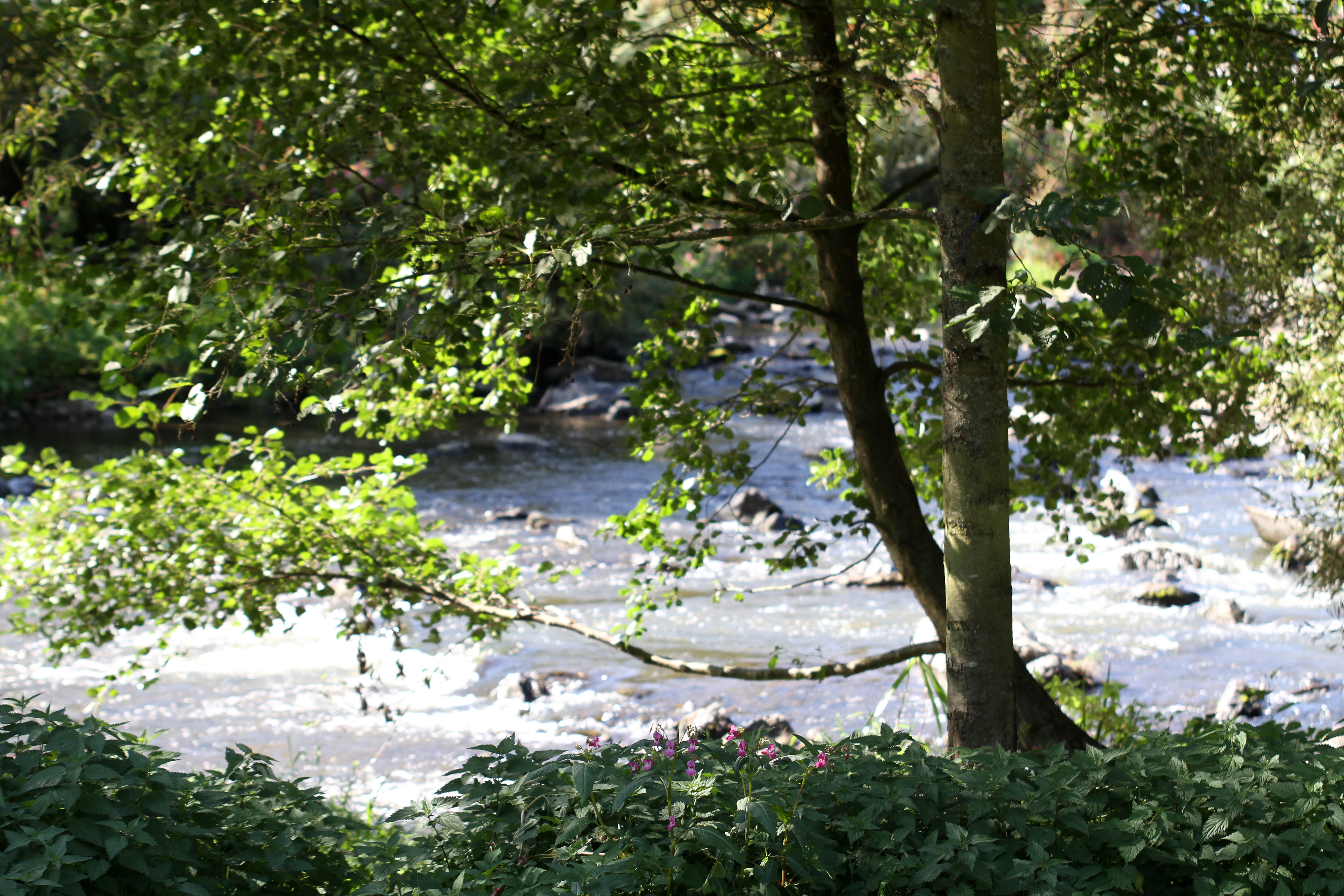 Hotel zur Post - Waldbreitbach  Almen Wäller Bärenkopp