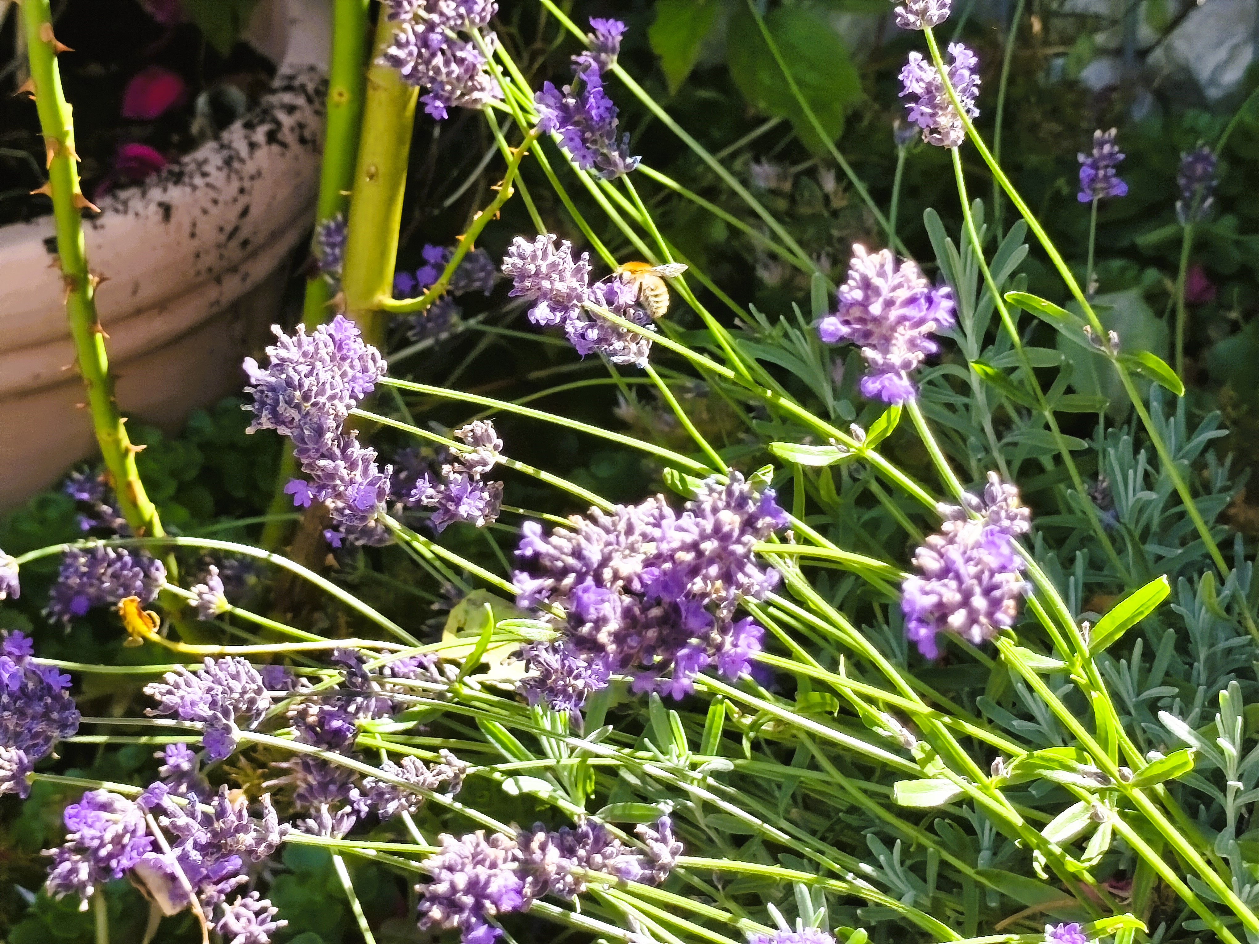 Wanderhotel: Garten - Ferienhotel Zwotatal
