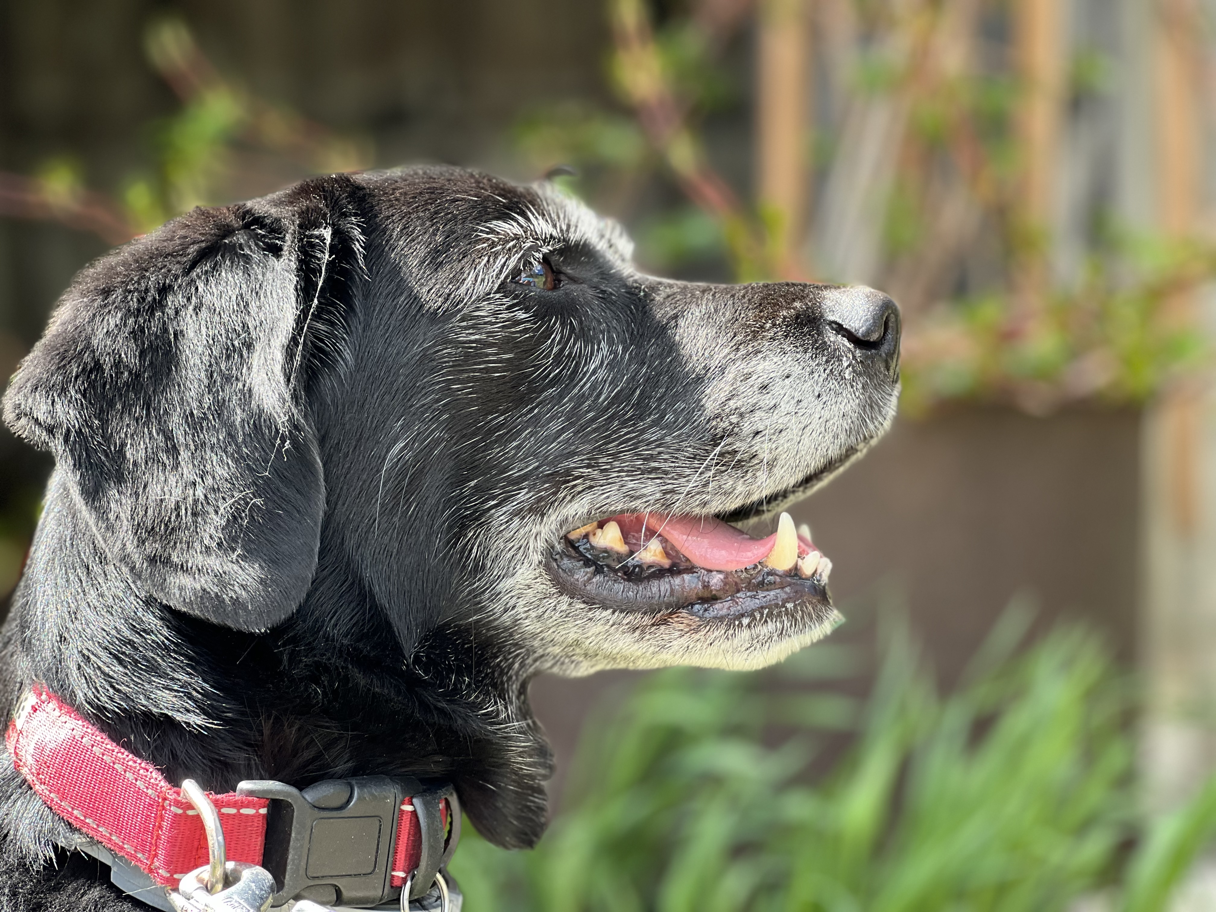 Wanderhotel: Hunde sind bei uns willkommen - Hotel St. Oswald