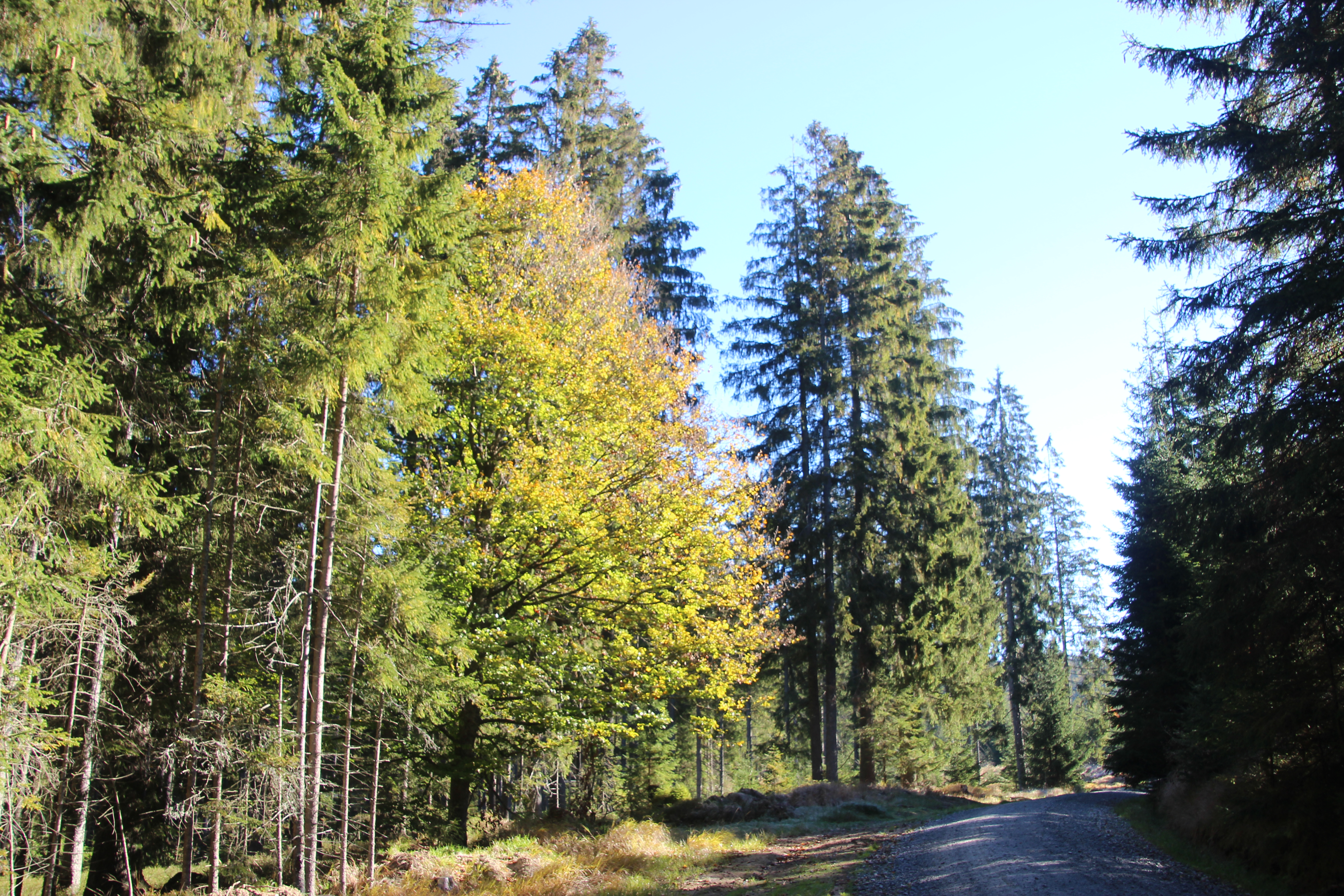 Wanderhotel: Landhotel Sportalm